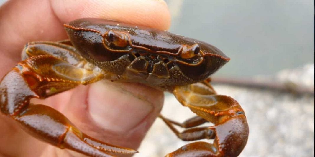 Cangrejos bogotanos aquí te contamos de ellos