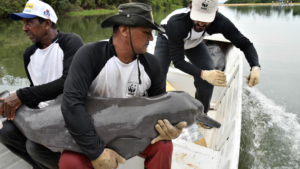 Nueva expedición para contar delfines de río en el Amazonas