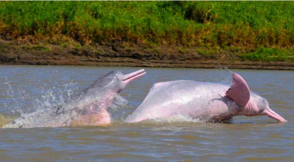 Nueva expedición para contar delfines de río en el Amazonas