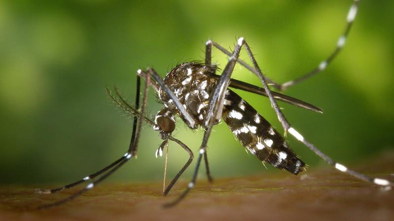 Dengue habría cobrado la vida de 86 personas en Colombia en el 2020