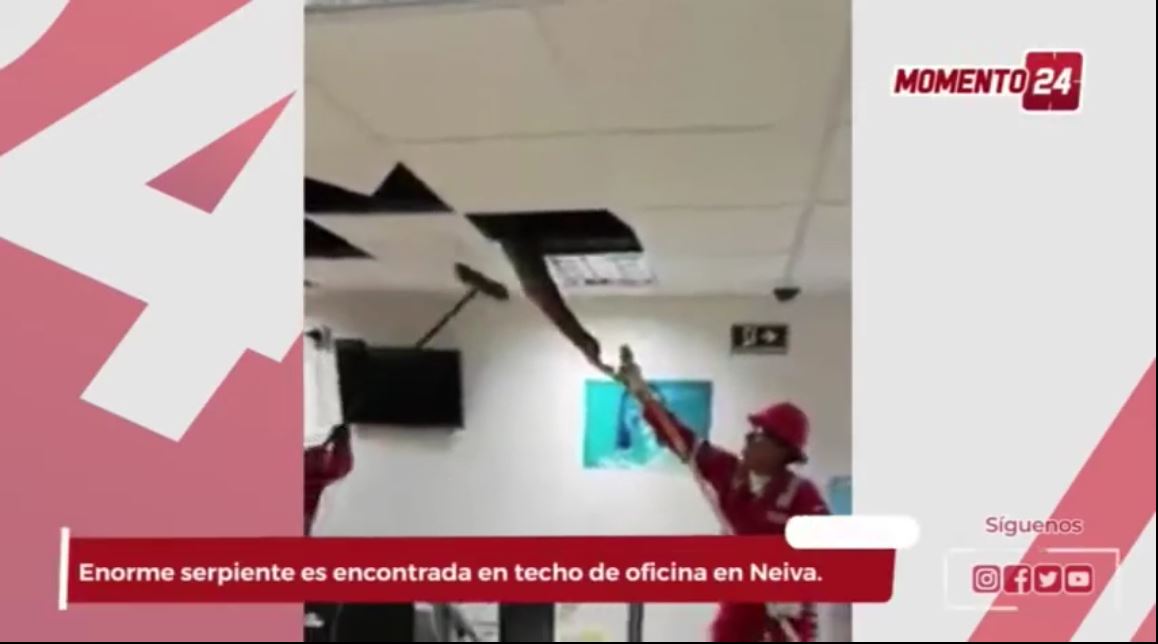 (Video) Serpiente es hallada en techo de oficina en Neiva