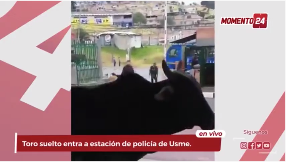 (Video) Toro entra a estación de policía de Usme