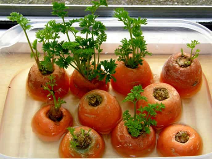 Así puedes sembrar zanahoria en casa sin tener semillas
