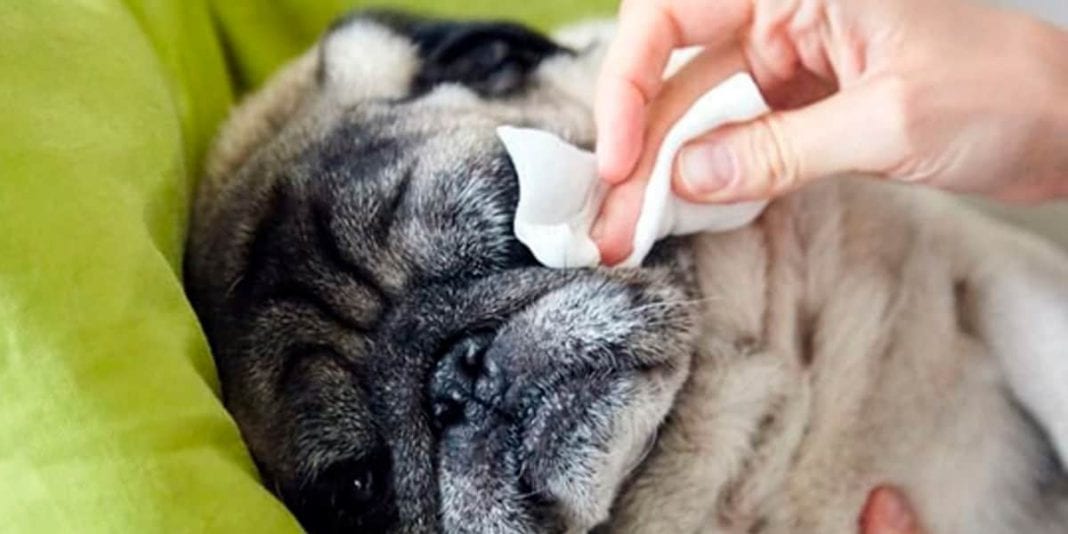 Así puedes limpiar a tu mascota con toallas húmedas