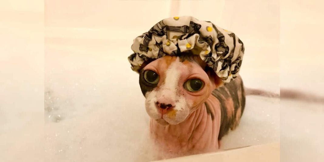 Consejos a la hora de darle un baño a un gato