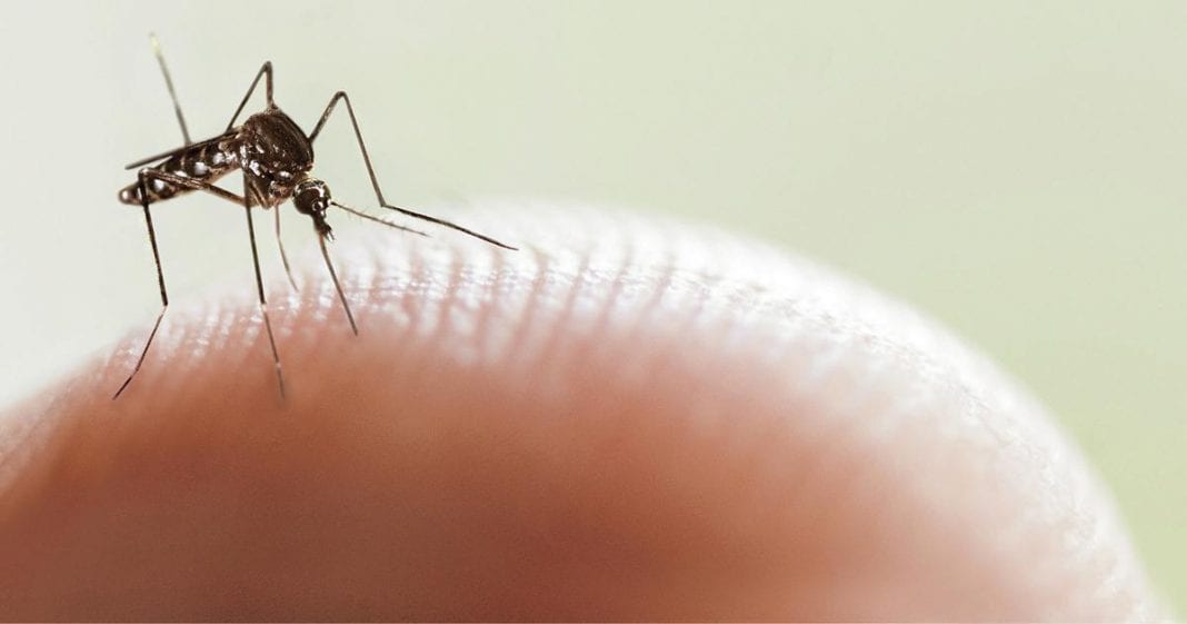 Casos de dengue en Colombia ascienden a 71.995 INS