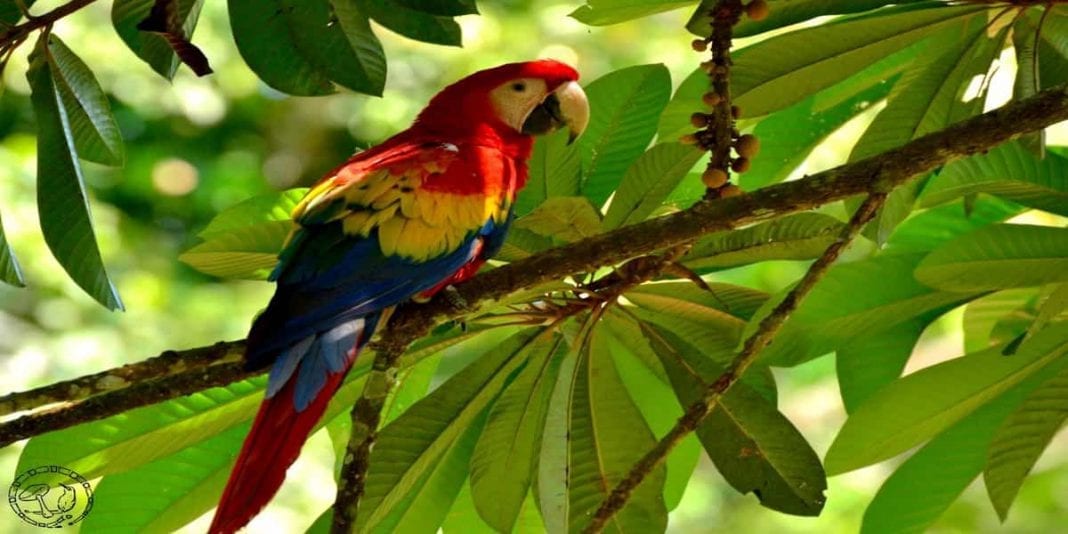 Conoce todo sobre la hermosa guacamaya roja