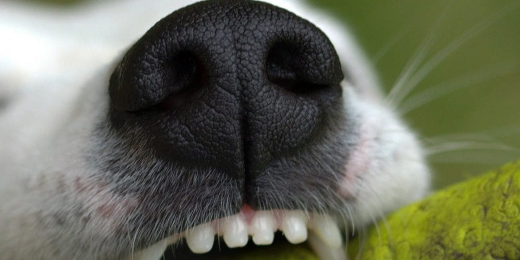 Consejos básicos para cuidar los dientes de tu perro
