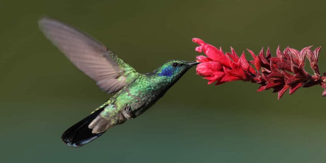 Descubre todo sobre el colibrí