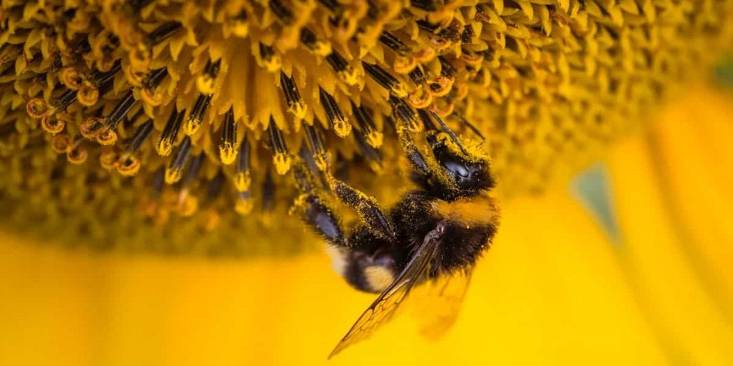 ¿Por qué son importantes las abejas
