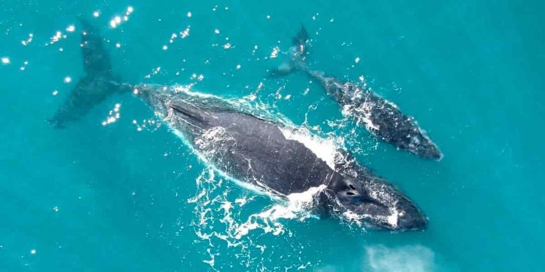 10 Curiosidades fascinantes sobre las ballena