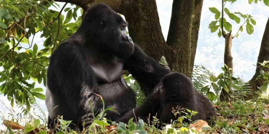 10 curiosidades que quizás no sabes de los gorilas