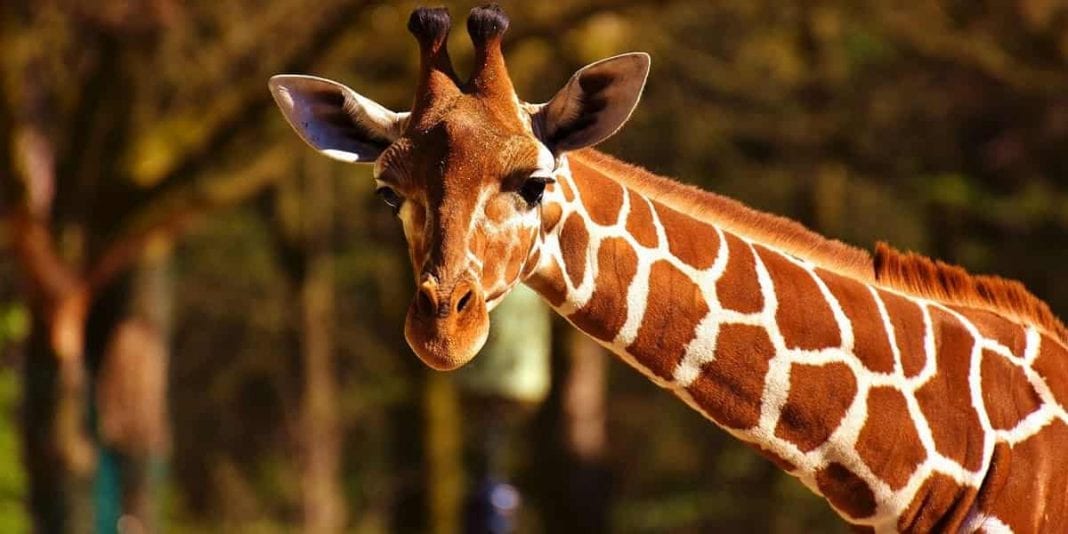 12 cosas de las jirafas que quizás no conozcas