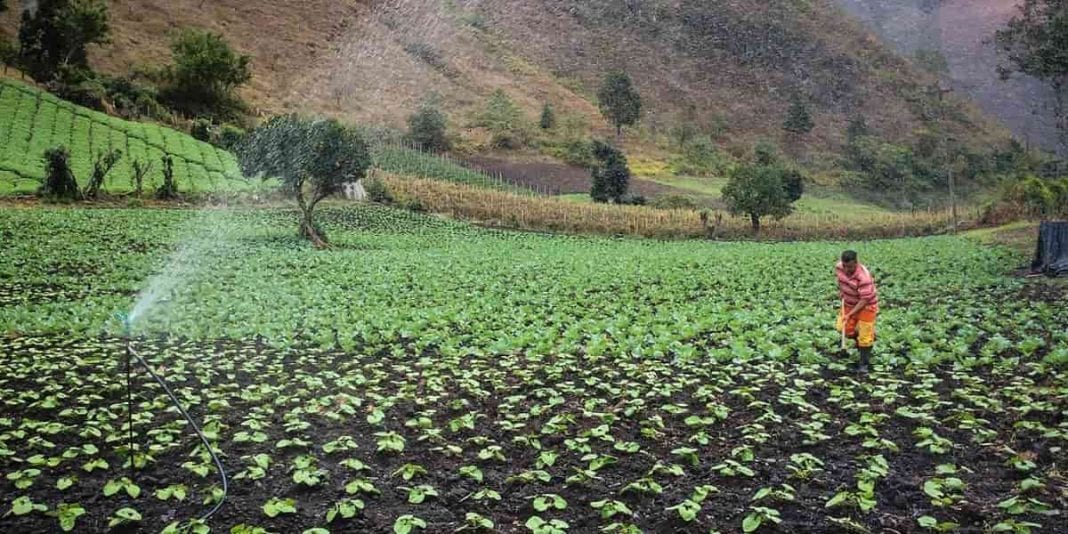 Hoy finaliza convocatoria para productores rurales de Bogotá