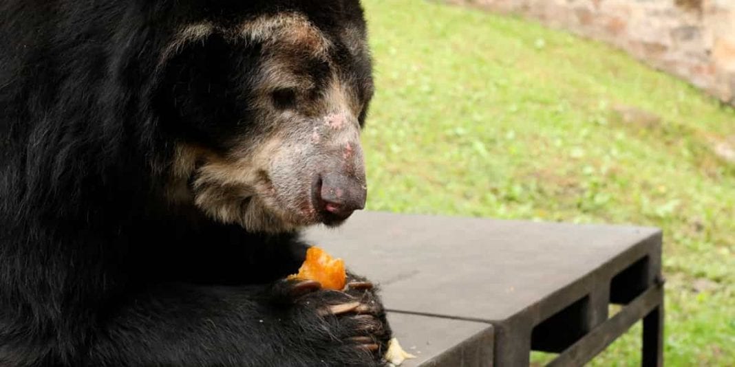 Más de 700 millones se invierten para alimentación en los zoológicos de Cundinamarca