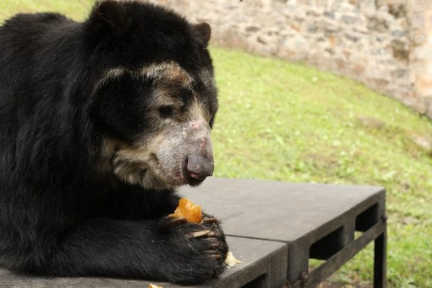 Más de 700 millones se invierten para alimentación en los zoológicos de Cundinamarca