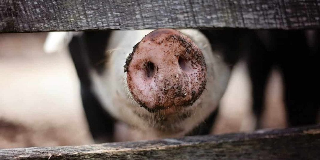 Por afectación ambiental multan a empresa criadora de cerdos en Cundinamarca