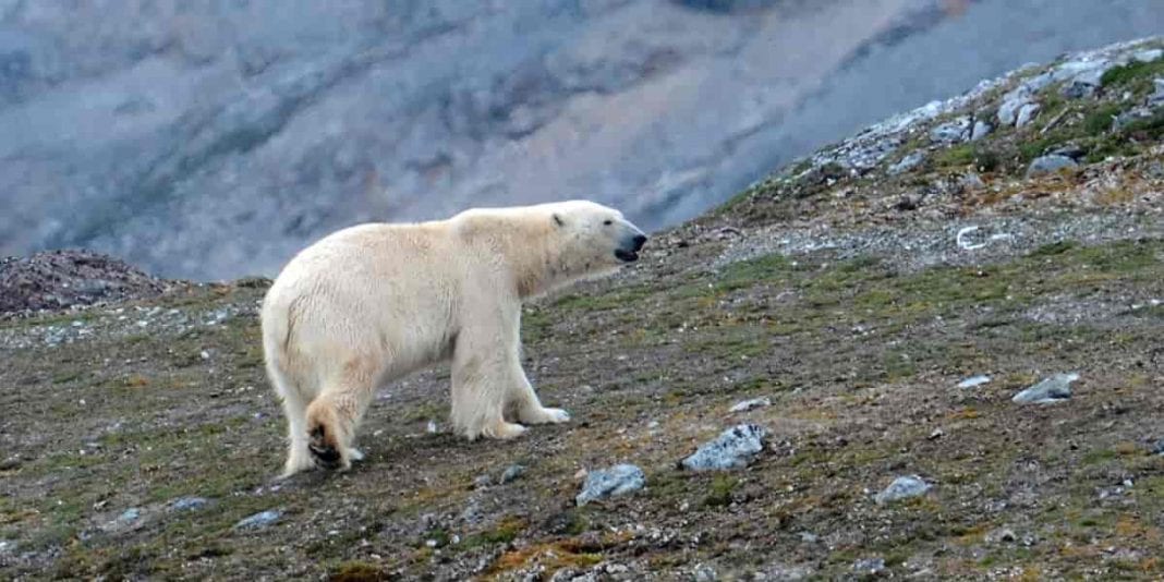¿Por qué está en peligro de extinción el oso polar