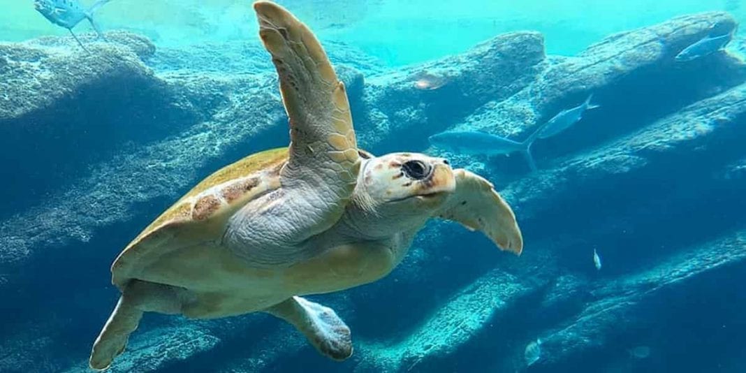 10 datos interesantes sobre las tortugas marinas