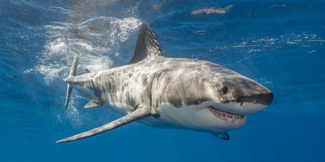 10 datos de los tiburones que querrás conocer