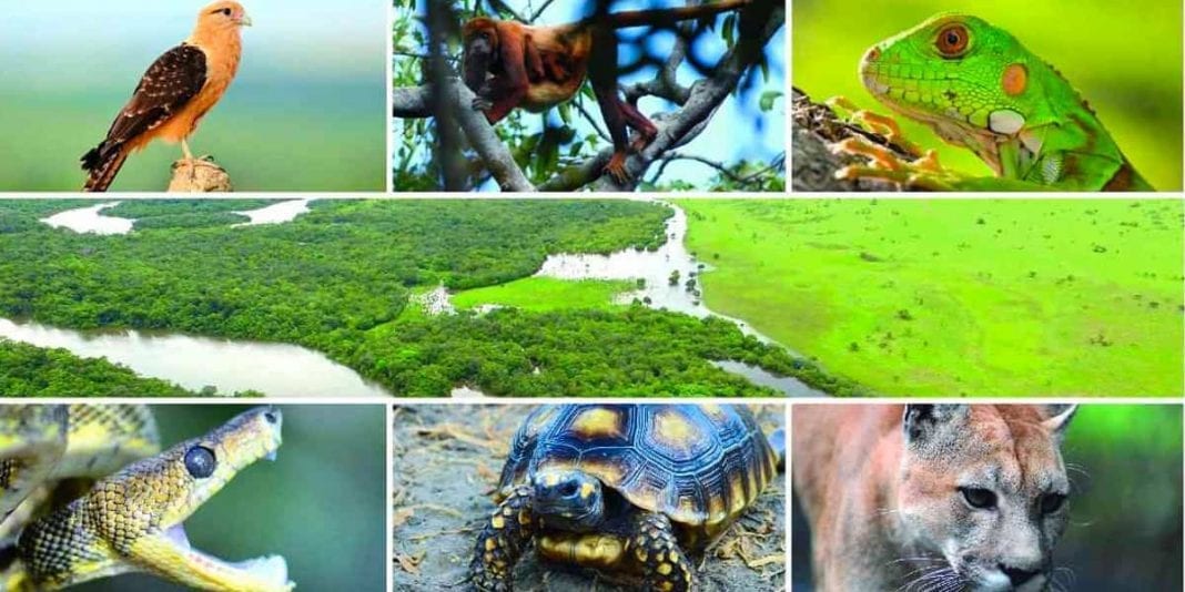 2.600 animales regresarán a su hábitat para conmemorar el Día Nacional de la Biodiversidad