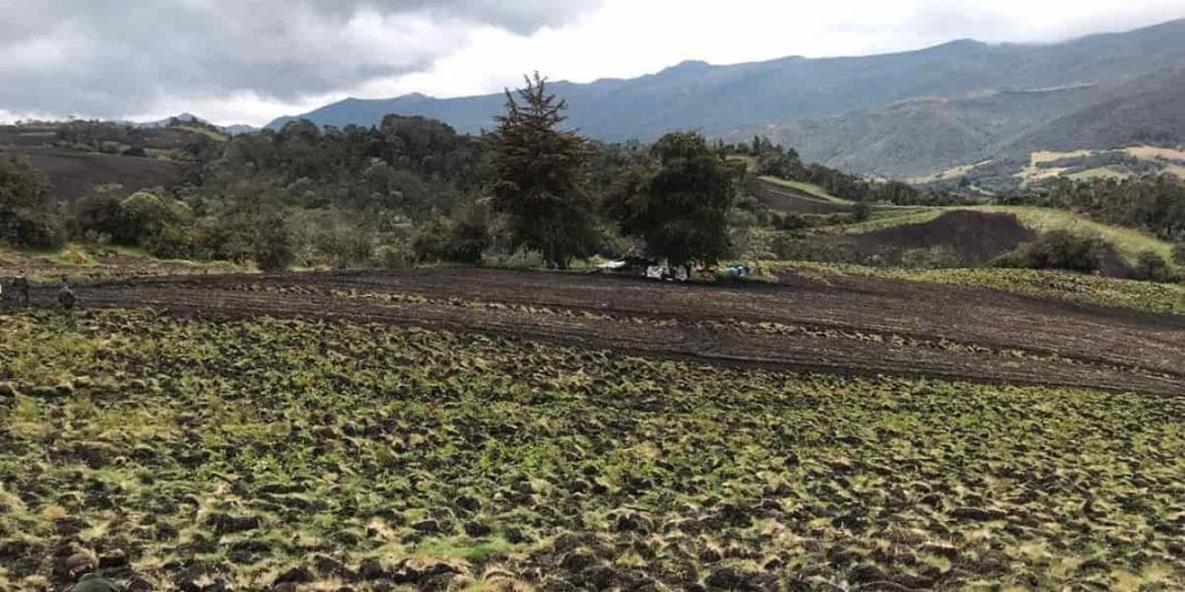 Hallan cultivos ilegales de papa en zona de páramo cerca a Bogotá