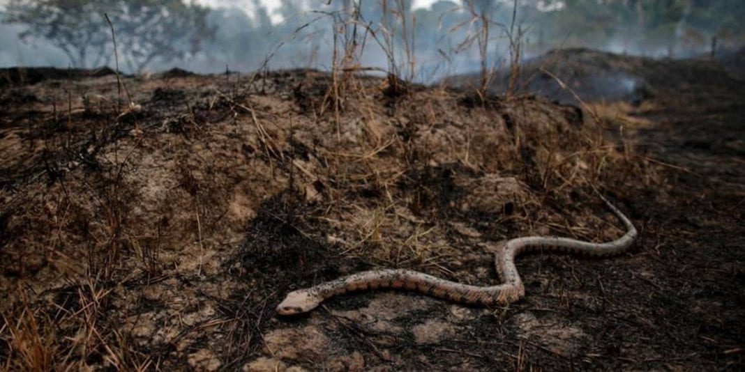 Incendios ¿Qué pasa con los animales que viven en el Amazonas