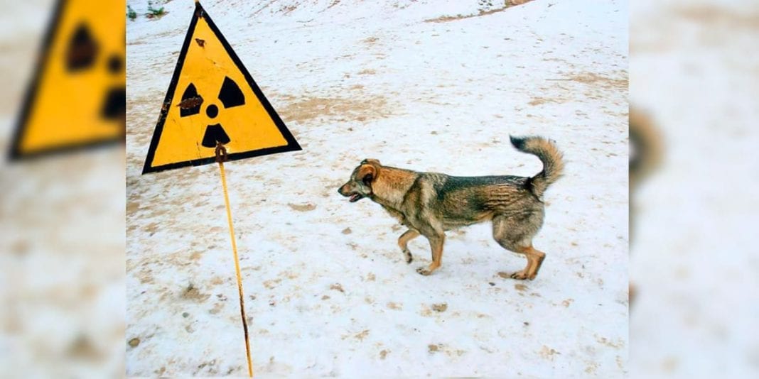 ¿Qué paso con los animales de Chernobyl?