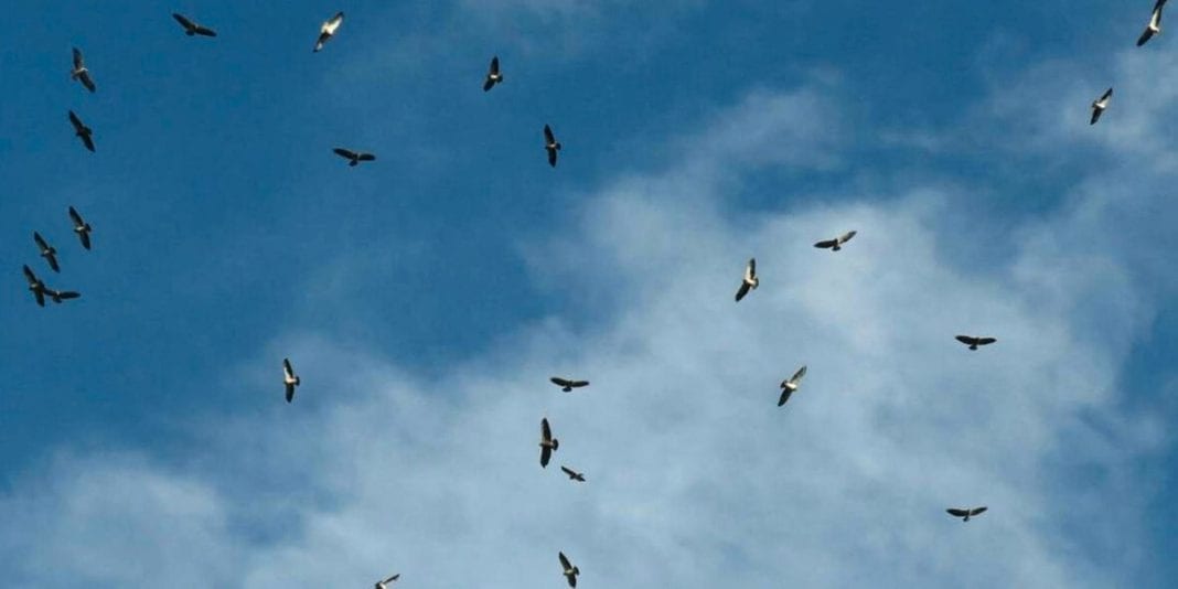 Alerta por caza indiscriminada de aves en Cundinamarca