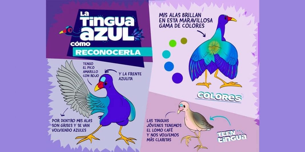 Bogotá crea campaña para proteger aves migratorias