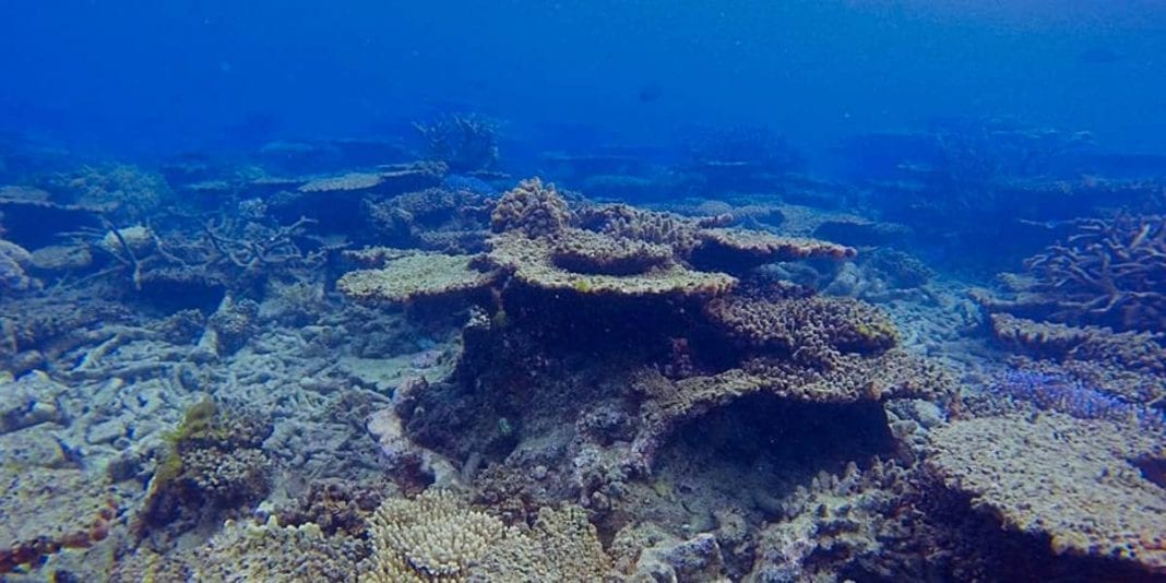 Descubren coral más alto que el Empire State en Australia