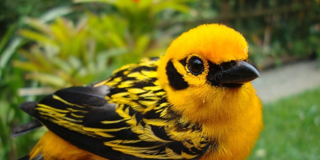 Este año, el festival de aves más antiguo de Colombia será virtual