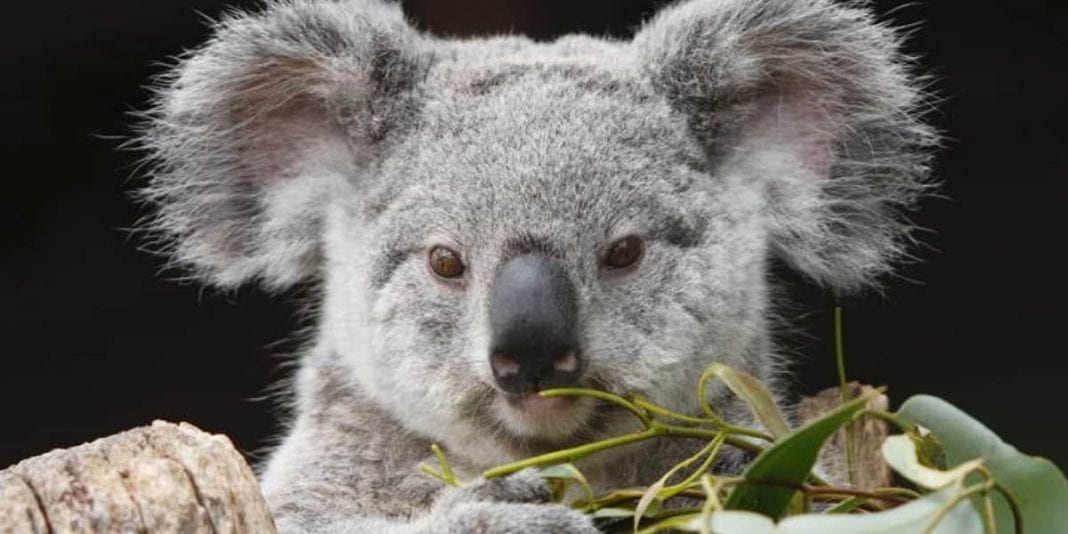 Koalas australianos serán incluidos en lista de especies en peligro de extinción