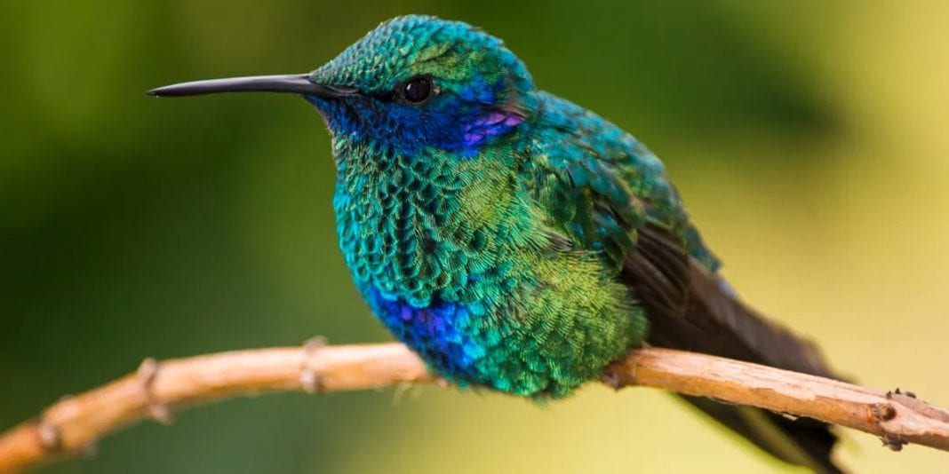 5 curiosidades sobre el colibrí chillón, ave nativa de Bogotá