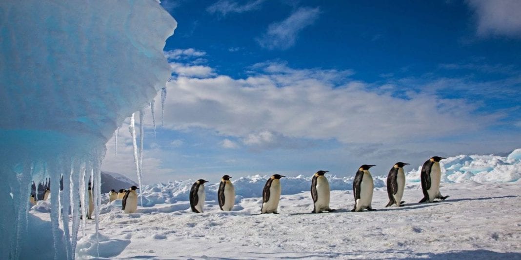 Calentamiento global ocasionó cambios en los animales del ártico