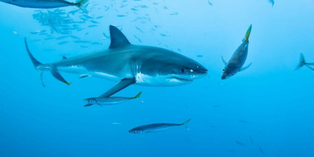 Colombia Prohíbe la pesca de tiburones en su territorio