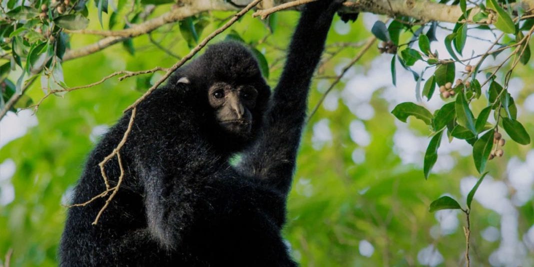 Conoce al gibón de Hainan el primate más amenazado del planeta