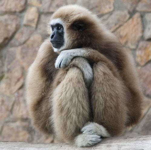 Conoce al gibón de Hainan el primate más amenazado del planeta