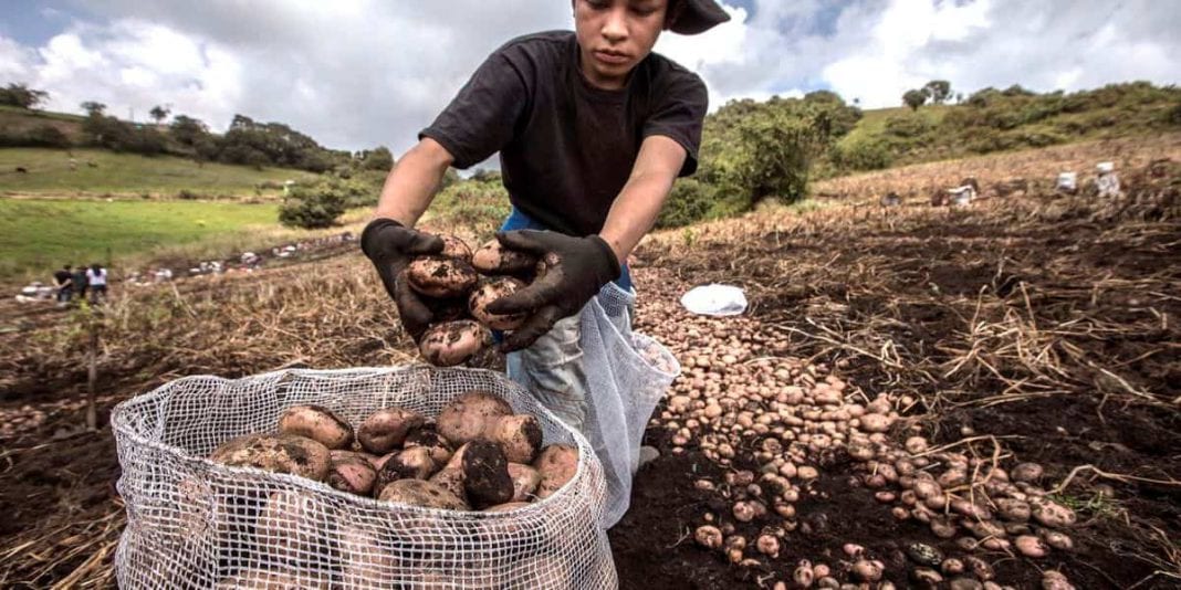 Cundinamarca implementa plan para apoyar productores de papa