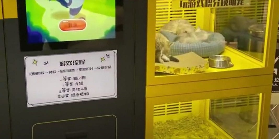 ¡Indignante! Máquina expendedora de cachorros de gatos y perros en un centro comercial