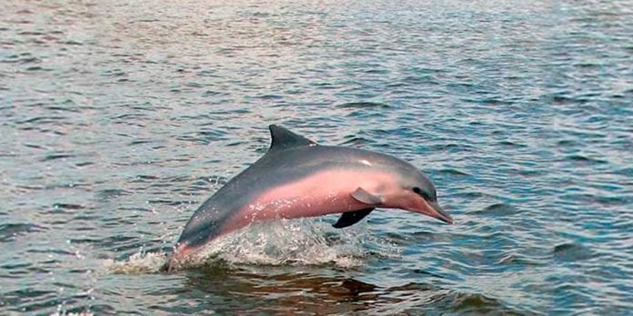 Delfín gris es clasificado como en peligro de extinción