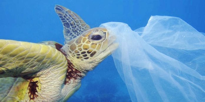 Por esta razón los animales marinos no pueden dejar de comer plástico