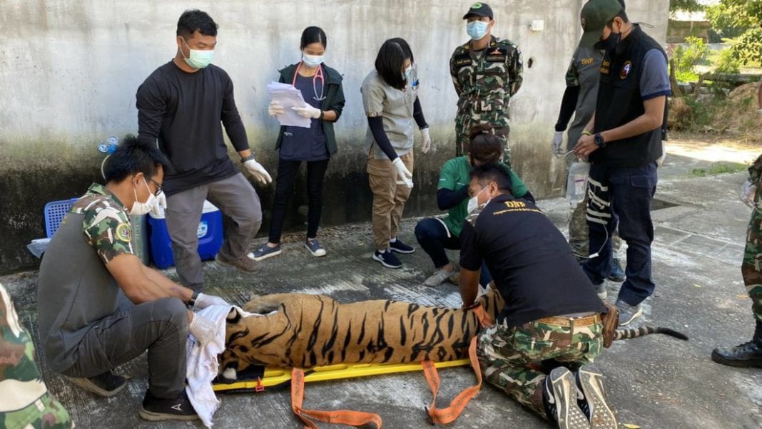 tigre en Tailandia