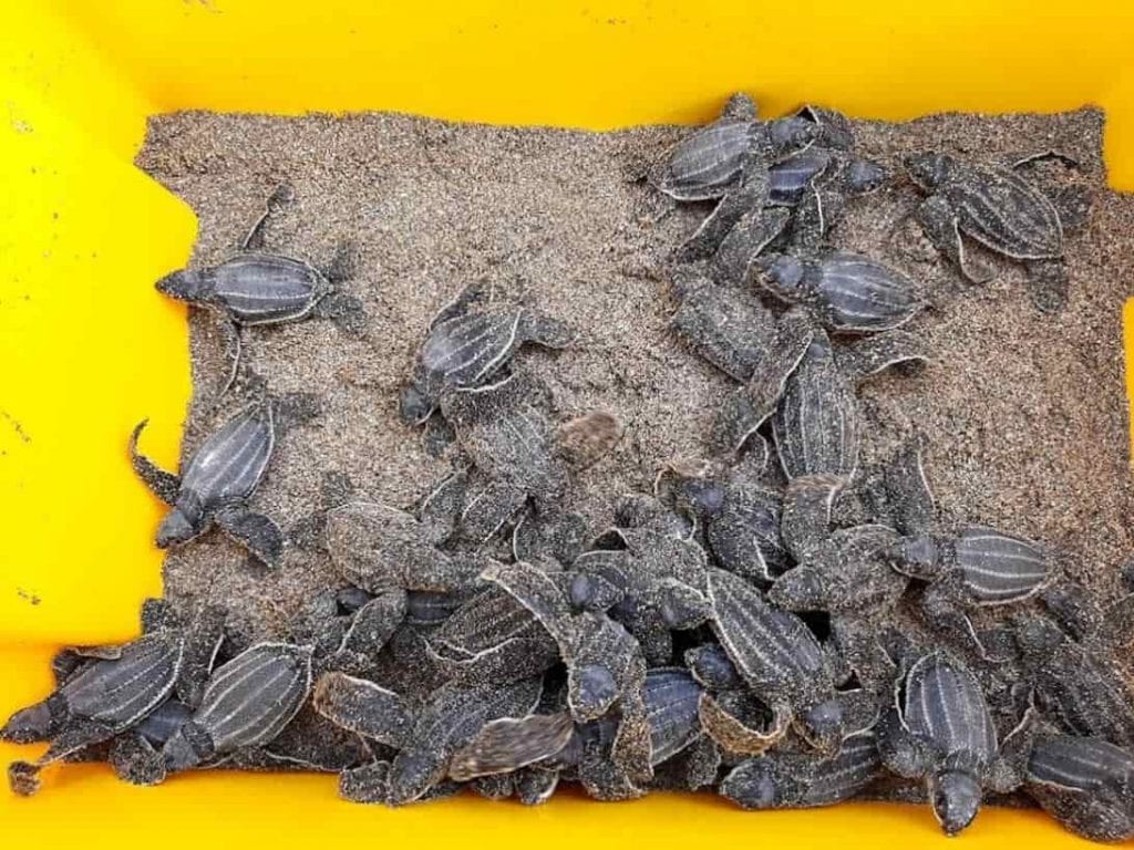 38 tortugas laúd nacieron en Ecuador