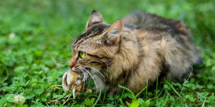 Australia planea exterminar 20 millones de gatos ferales