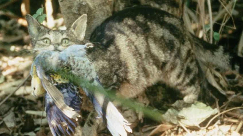 Australia planea exterminar 20 millones de gatos ferales 