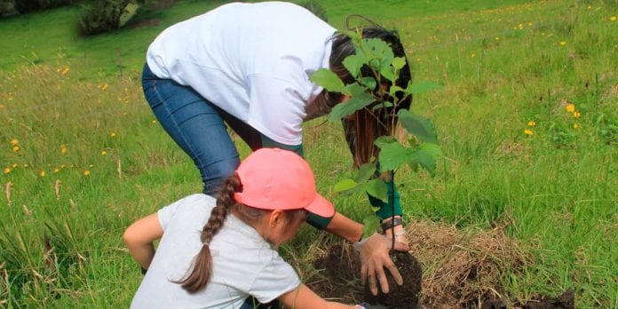 Bogotá espera plantar 200.000 árboles este año