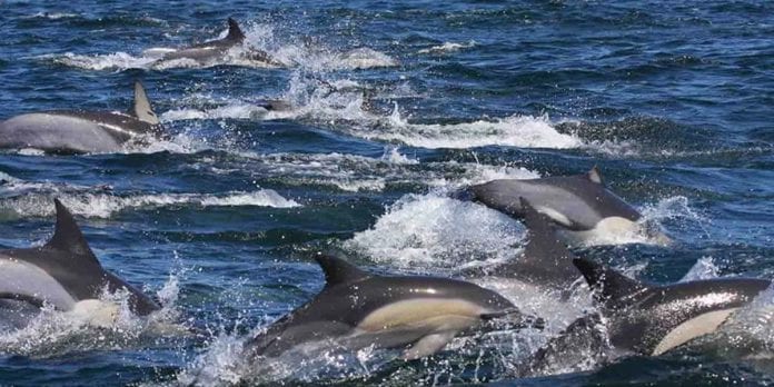 El cambio climático está matando los delfines