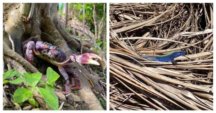 Identifican en San Andrés al cangrejo negro y lagarto azul sobrevivientes al huracán Iota