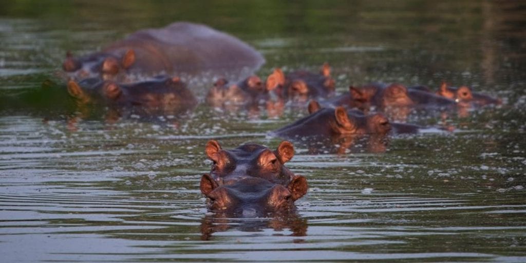 Los hipopótamos de Pablo Escobar sin control